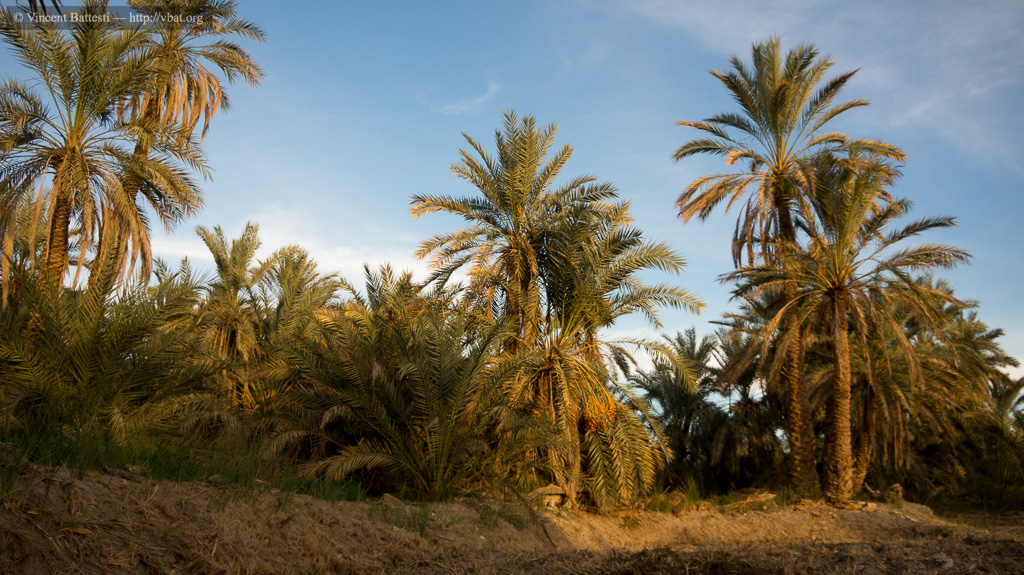 Palm grove of Siwa oasis, Egypt (© Vincent Battesti)