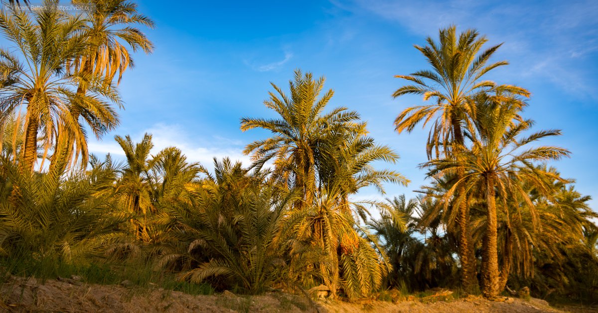 Siwa Palm Groves: A Haven for Nature Lovers - History of Siwa Palm Groves